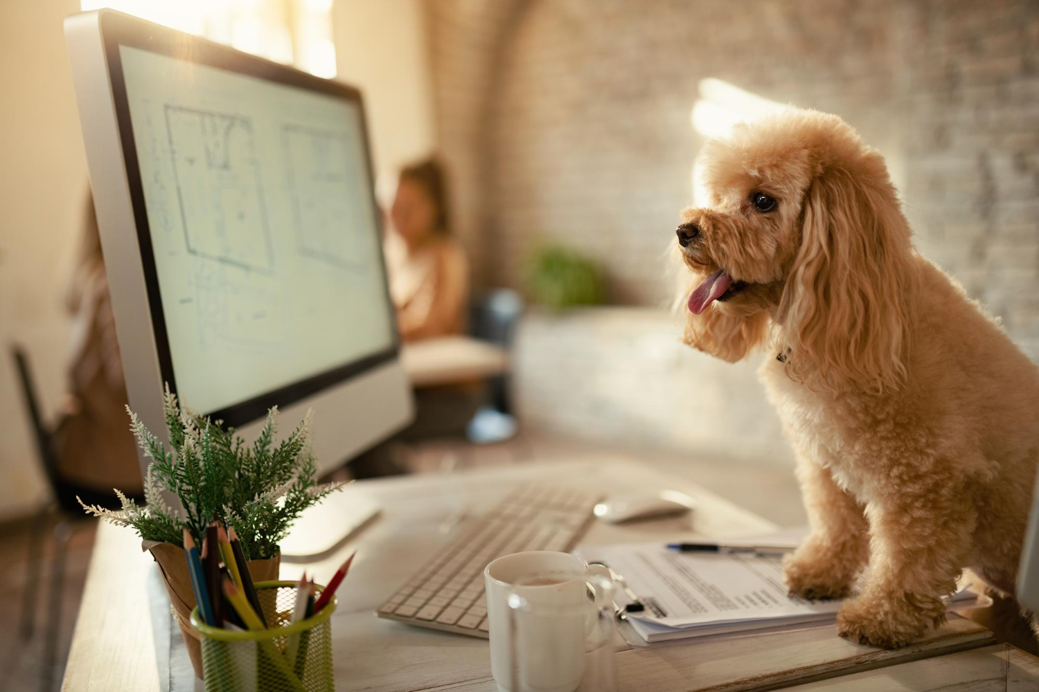 Contabilidade para Pet Shop em São Paulo a importância do contador